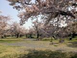 令和2年　京都　嵐山　桜