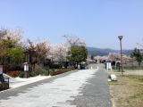 嵐山　桜　散り初め