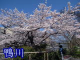27年4月2日の鴨川団栗橋の満開の桜
