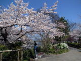 京都すし・ふぐ・クエ鍋27年4月2日京都鴨川満開の桜