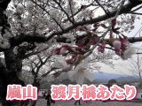 春・桜・嵯峨・嵐山・たけのこ