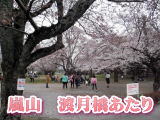 桜・京都・嵯峨・嵐山・鯛