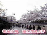 2016年春花見小路建仁寺界隈