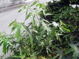 楮・はも・ふぐ・すし・くえ・